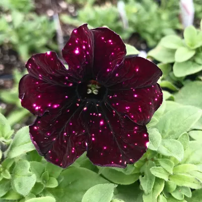 Petunia double burgundy – Flowers by Sleeman