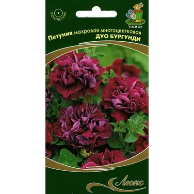 TriTunia™ Burgundy | Syngenta Flowers