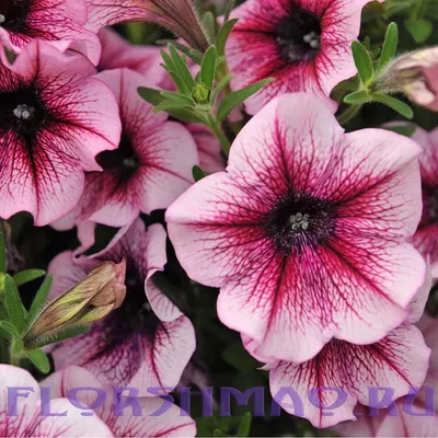 Petunia – Headliner Starry Sky Burgundy