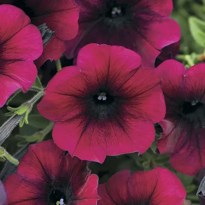 PETUNIA hybrida SUCCESS BURGUNDY - Muller Seeds