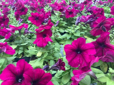 Madness Burgundy Petunia (Petunia 'Madness Burgundy') in Augusta Manchester  Lewiston Waterville Maine ME at Longfellow's Greenhouses