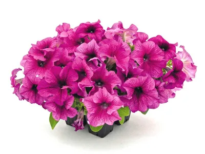 Petunia x hybrida multiflora F₁ 'Celebrity Burgundy Frost' Flower Seeds