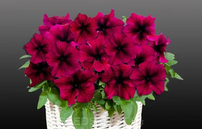 Petunia Capella Burgundy