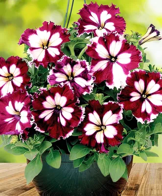 Easy Wave® Burgundy Velour Petunia Seeds | Park Seed