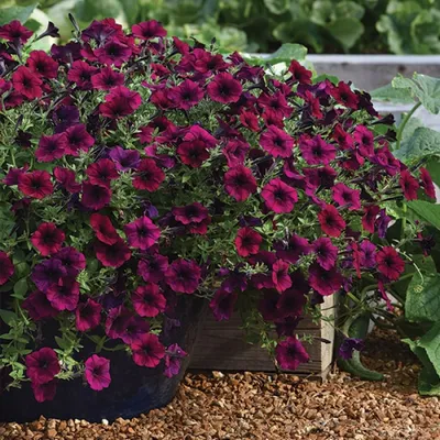 Petunia hybrida Dreams Burgundy Picotee | Lucas Greenhouses