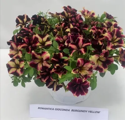 S6003 Петуния кустовая Grandiflora Limbo GP burgundy 1000 шт. - купить в  Москве в интернет-магазине
