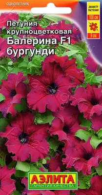 Петуния крупноцветковая Hulahoop Burgundy (бургунди с белой окантовкой)