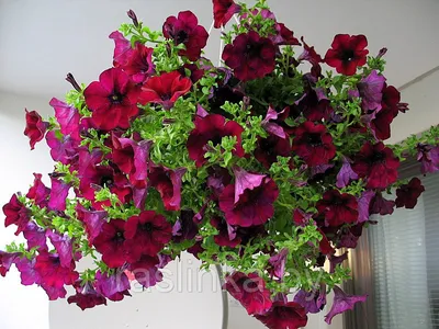 Petunia 'Burgundy' from Wallish Greenhouses