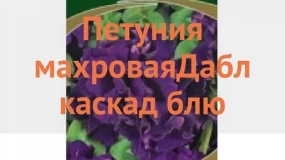 Петуния махровая Дуо Микс' из каталога Петуния – купить с доставкой по  Москве и России в Onlinesemena