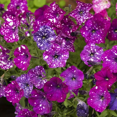 Petunia F1 'Dot Star Dark Violet' | Fröer - Ettåriga blommor | Impecta