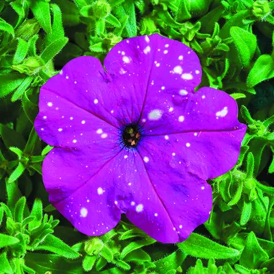 Petunia Dot Star Dark Violet - Beekenkamp Plants