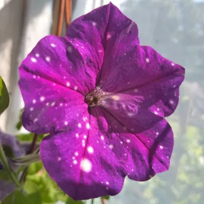 https://nikitovka.com/en/petunia/3705-petunia-dot-star-dark-vailit-f1-4823094047883.html