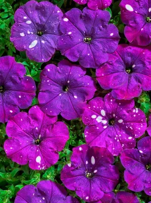 Петуния Звездное Небо темно-фиолетовая (Дот Стар Дарк Ваилит F1)  многоцветковая 10 семян (ID#1329539968), цена: 16 ₴, купить на Prom.ua