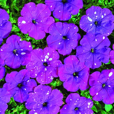 Petunia Dot Star Dark Violet - Beekenkamp Plants