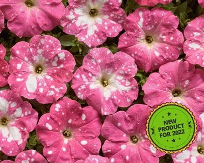 Петуния Дот Стар F1 темно-розовая, семена купить по цене 99 ₽ в  интернет-магазине KazanExpress