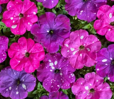 Petunia Dot Star Deep Pink F1