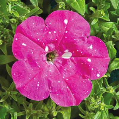 Petunia Dot Star F1 Dark Violet Pelleted (8sds) 矮牵牛花：点点繁星 （暗紫罗兰色） Flower  Seeds Wellgrow Seeds | Shopee Malaysia