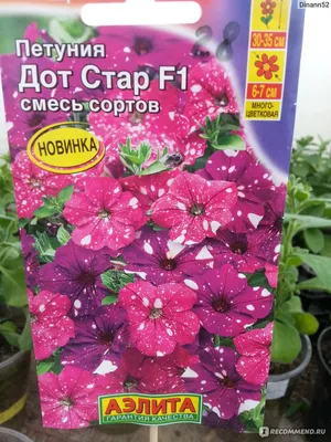 Петуния мелкоцветковая Дот Стар F1 темно-розовая Petunia milliflora Dot  Star F1 deep pink - купить семена цветов с доставкой по Украине в магазине  Добродар