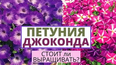 Семена петуния Аэлита Джоконда Сатурн Голубая F1 164858 1 уп. - купить в  Москве, цены на Мегамаркет