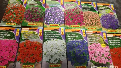 Петуния Джоконда мини синий бархат (семена,цветы) купить по цене 127 ₽ в  интернет-магазине KazanExpress