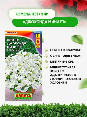 Петуния Джоконда мини темно-розовый сатурн (семена,цветы) | AliExpress