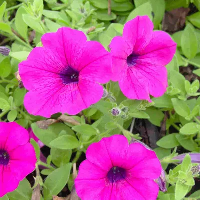 Petunia, Dwarf Bedding Mixed Colors Annual Flower Seeds – Ferry-Morse