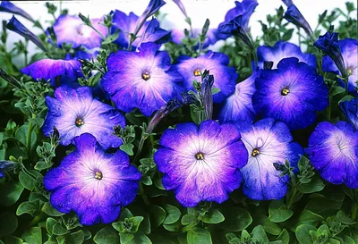 Petunia, Shanin Wild (Petunia violacea) - 250 Seeds - Southern Seed Exchange