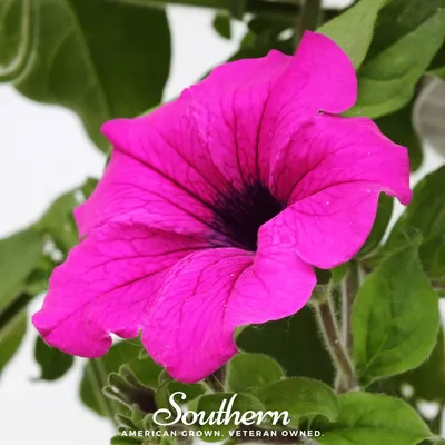 Petunia Flower Garden Seeds (Pelleted) - Daddy Series | Buy Seeds | True  Leaf Market Seed Company