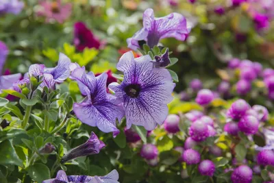 When a Petunia Is Not a Petunia (Rutgers NJAES)