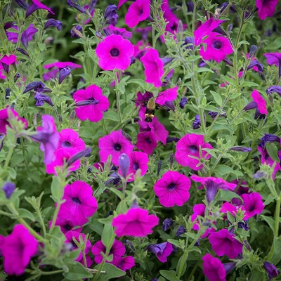 Wild Violet Petunia Seeds | Baker Creek Heirloom Seeds