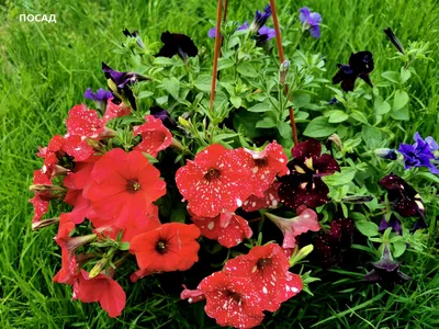 Dwarf Mixed Petunia (Petunia nana compacta)|Applewood Seed Company