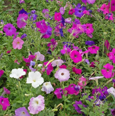 Petunia Supertunia Vista® Bubblegum® - Johnson Nursery Corporation