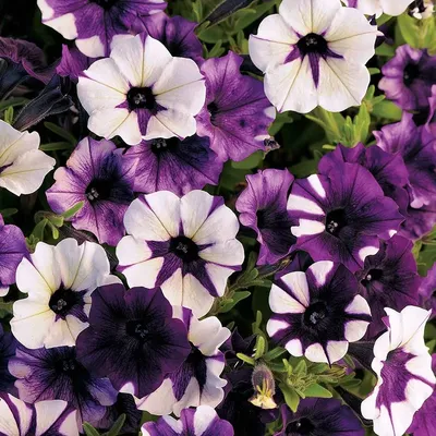 Petunia Evening Scentsation F1 Seed – Harris Seeds