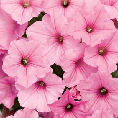 Headliner™ Night Sky Petunia Plants for Sale