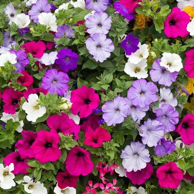 Petunia - Sakata Ornamentals