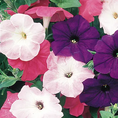 Petunia Veranda Double Anna - Sugar Creek Gardens