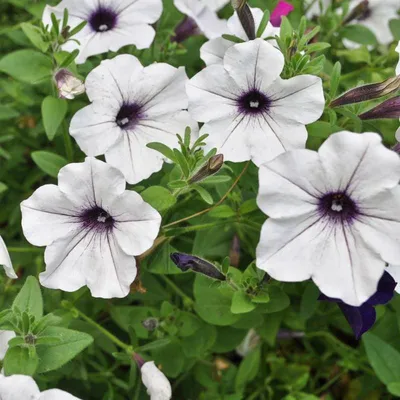 Petunia 'Purple Vein' 4 inch - The Garden Corner