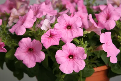 Petunia Multiflora Seeds - Petunia Mix Flower Seed