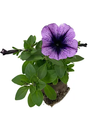 Supertunia Mini Vista® Hot Pink - Petunia hybrid | Proven Winners