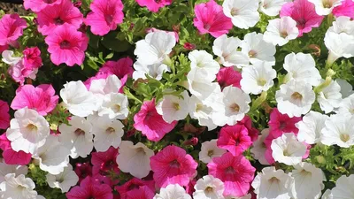 Sparklers Petunia Seeds | Baker Creek Heirloom Seeds