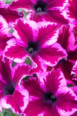 Petunia – Hybrida Choice Mixture – Hume Seeds