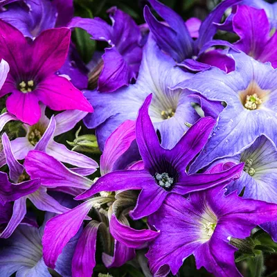 Royal Velvet Petunia Is the Amped Up Supertunia Your Garden Needs