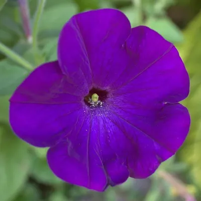 Petunia 'Old Fashioned Climbing' plants