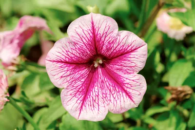 Blue Wave Petunia – Pinetree Garden Seeds