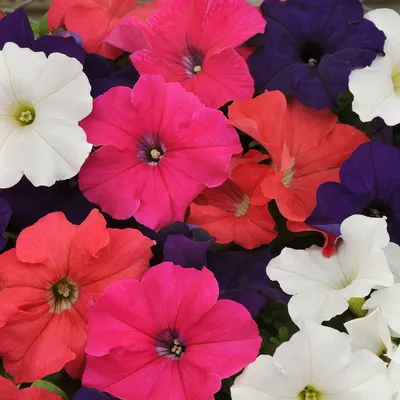 How to Grow and Care for Night Sky Petunia