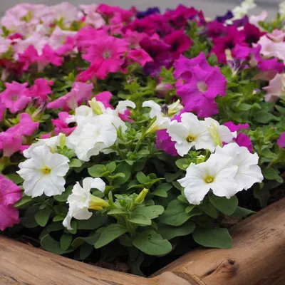 Buy Headliner™ Night Sky® Petunia Online | Plants for Mom | Garden Goods  Direct