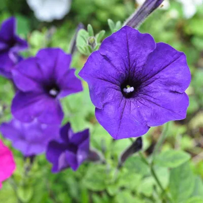 Petunia, Alderman Blue (Petunia nana compacta) - 100 Seeds - Southern Seed  Exchange