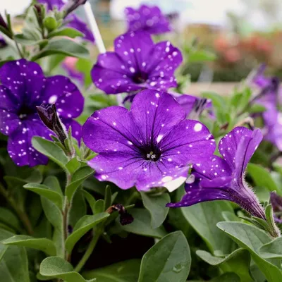 Petunia Care: How to Grow Petunias Outdoors - Bob Vila