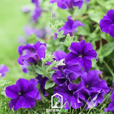 Superbissima Cernys Triumph Petunia Seeds | Park Seed