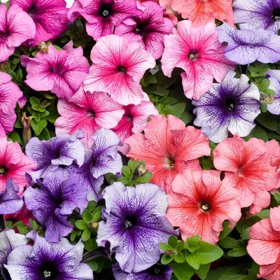 Petunia | Annual, Flowering, Fragrant | Britannica